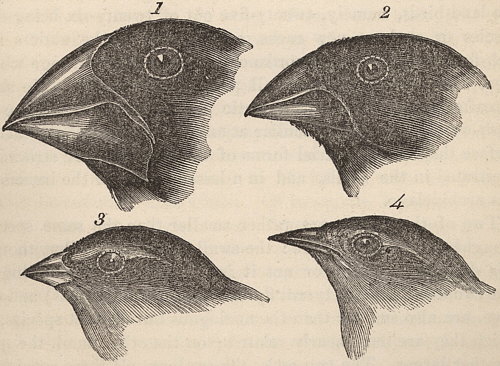 Dibujos de Charles Darwin