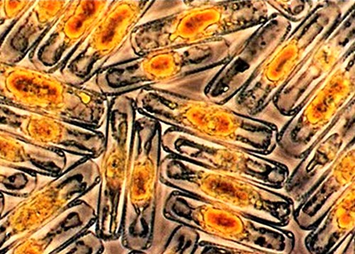 Bacterias en el azufre