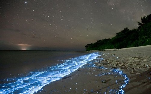 Bioluminiscencia marina