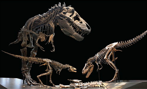 Esqueletos de dinosaurios